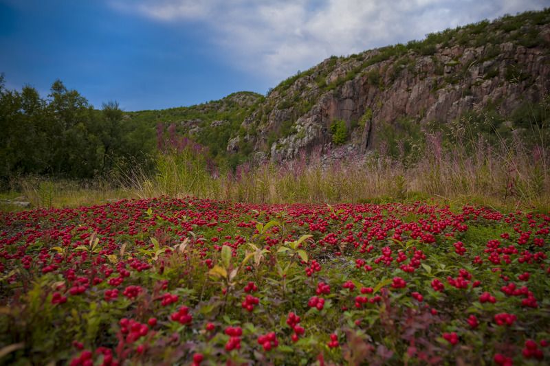 Шведский дёрен фото превью