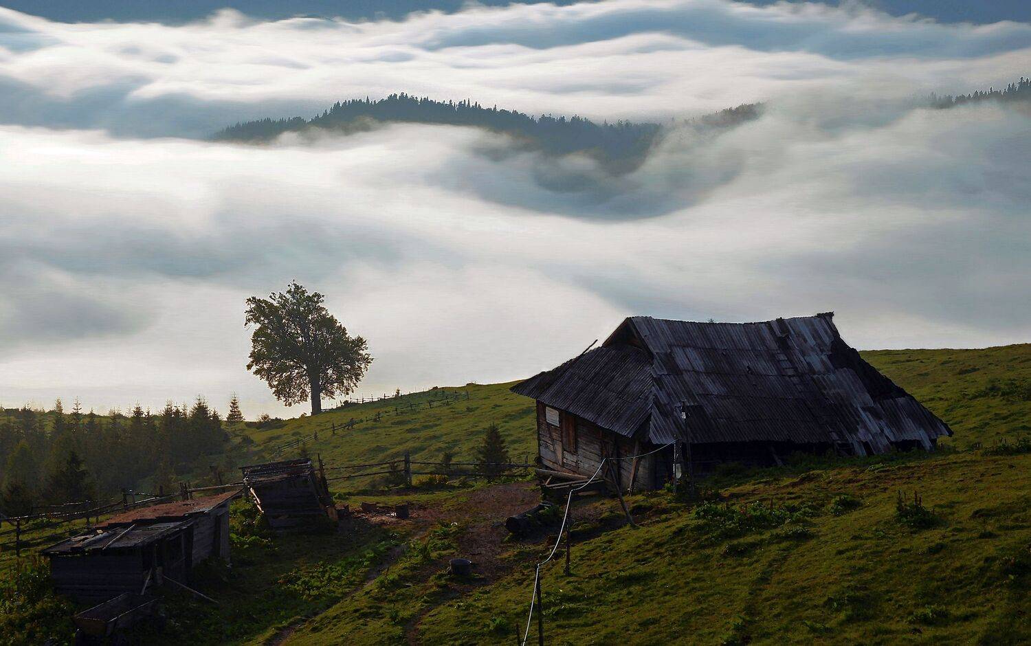 , Милокост Алексей