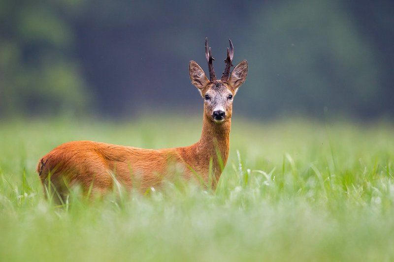 Lord of the forest glade