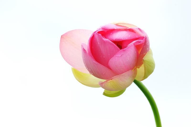 asia,korea,south korea,flower,summer,lotus,flower,droplet,rainy, Lotus flower фото превью