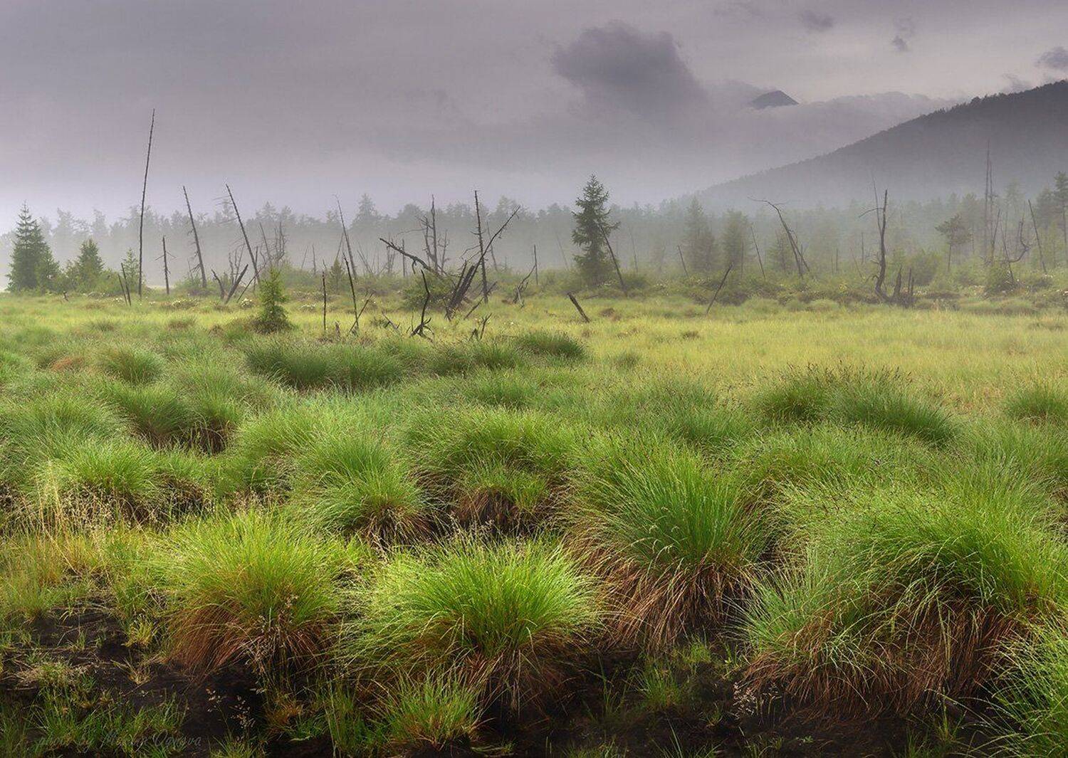 Болото, Мыс Котельниковского, Туман, Марина Огнева