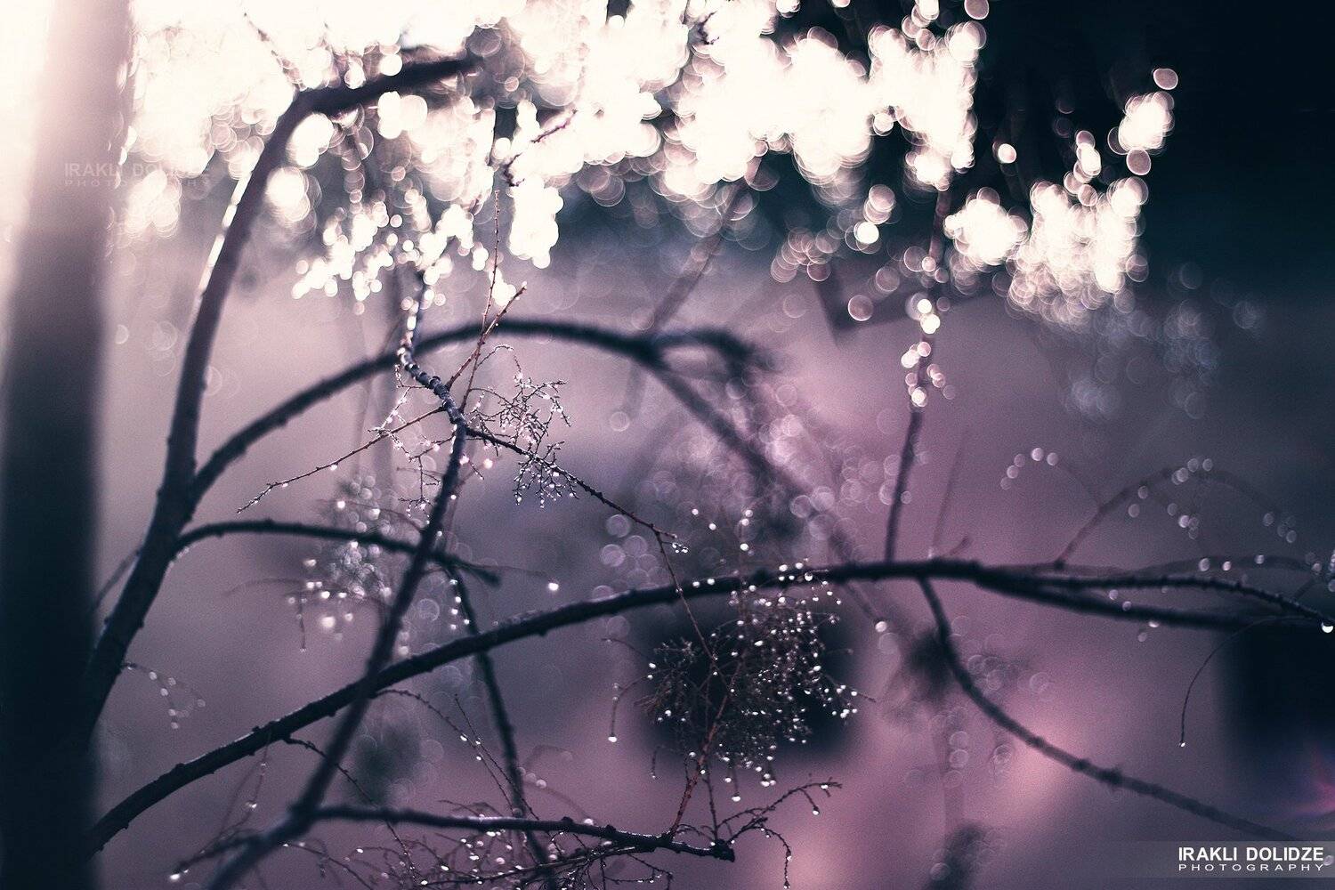 morning, , nature, , bokeh, , lights, , waterdrops, ირაკლი დოლიძე