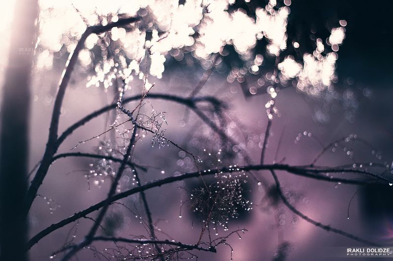 morning, , nature, , bokeh, , lights, , waterdrops Morning. фото превью