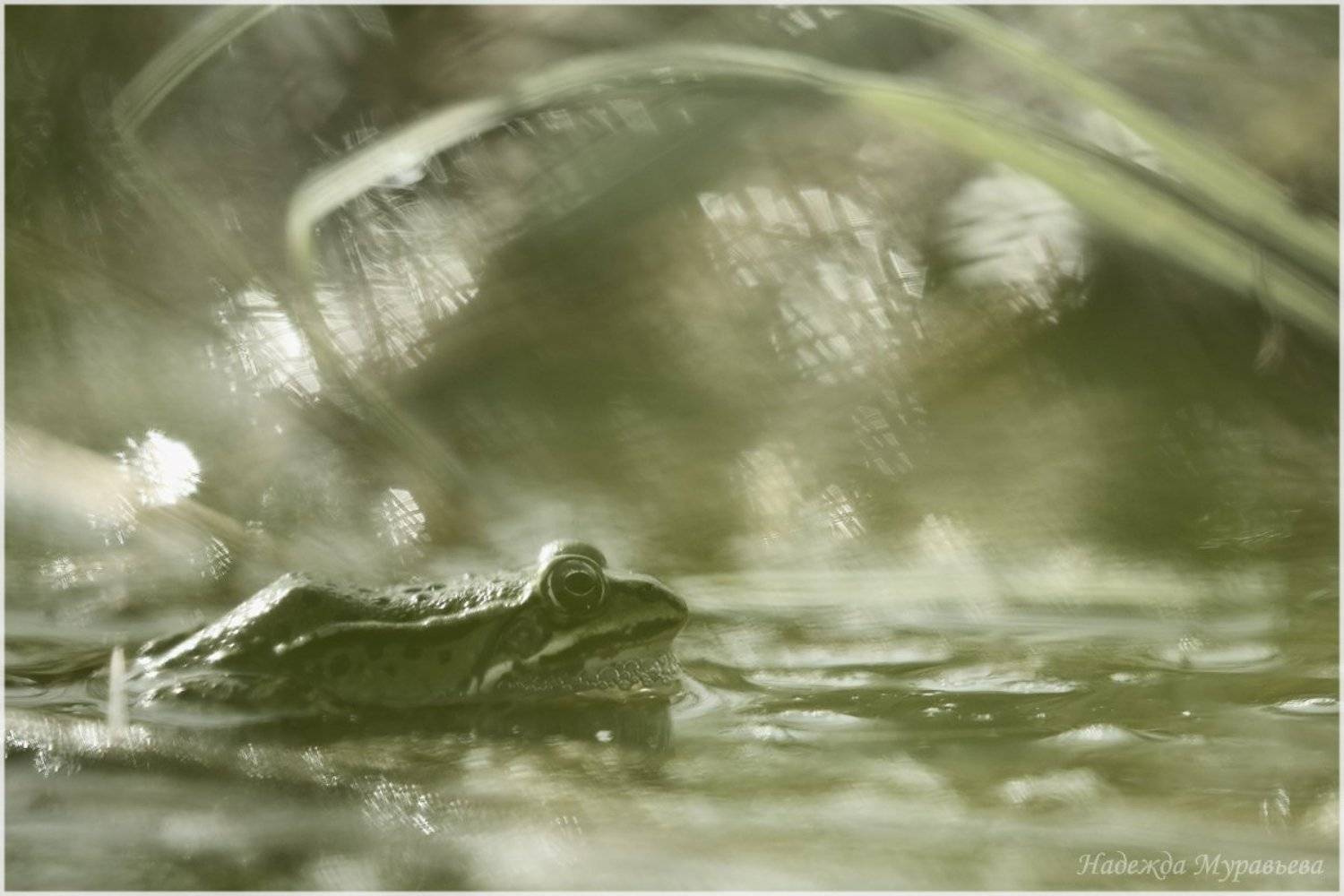 Болото, Лягушка, Седое, Туманное, Утро, Надежда Муравьёва
