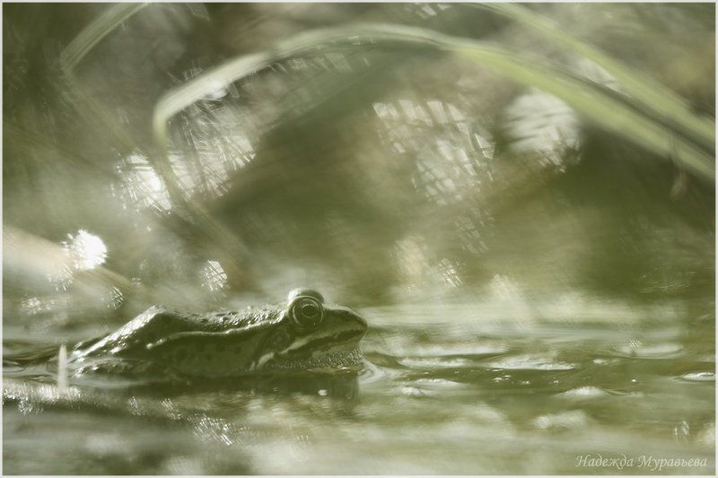 Болото, Лягушка, Седое, Туманное, Утро Принцы перевелись фото превью