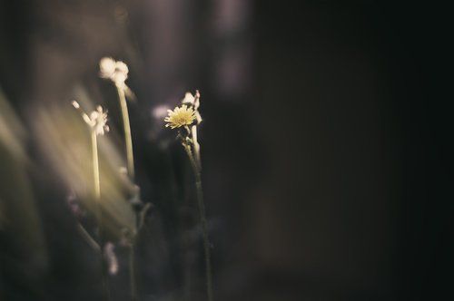 Light Flowers