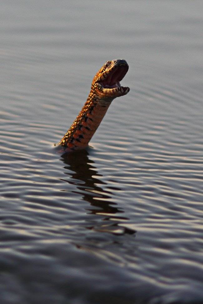 водяной, уж, natrix, tessellata, хортица, Sergii Markov
