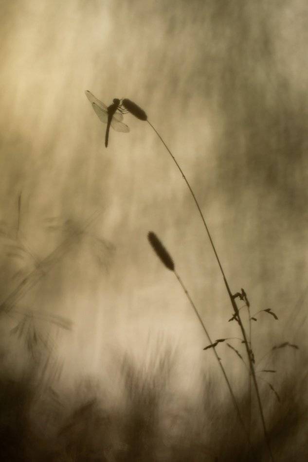 , Иваненко Светлана