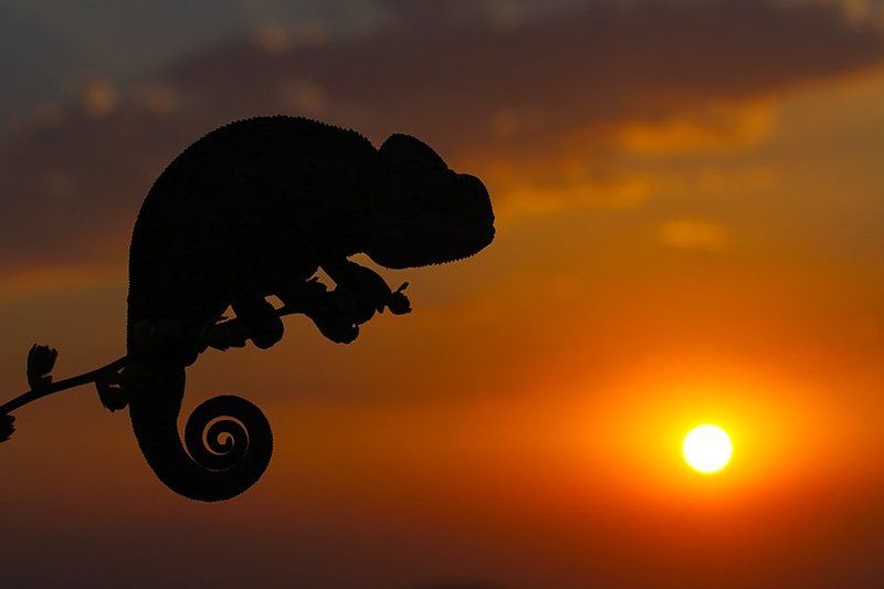 sun,nature,animal,sunset,chameleon,wildlife,summer,canon SUNSET 2 фото превью