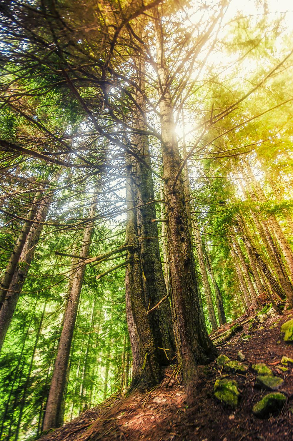 теберда, бадук, кавказ, горный лес, Иван Гудовцов