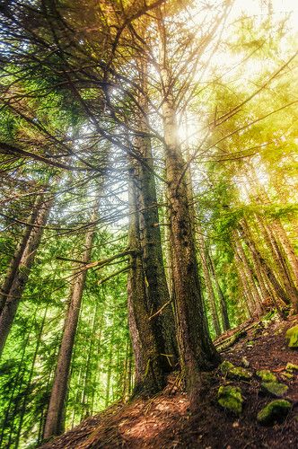 Лесная сказка