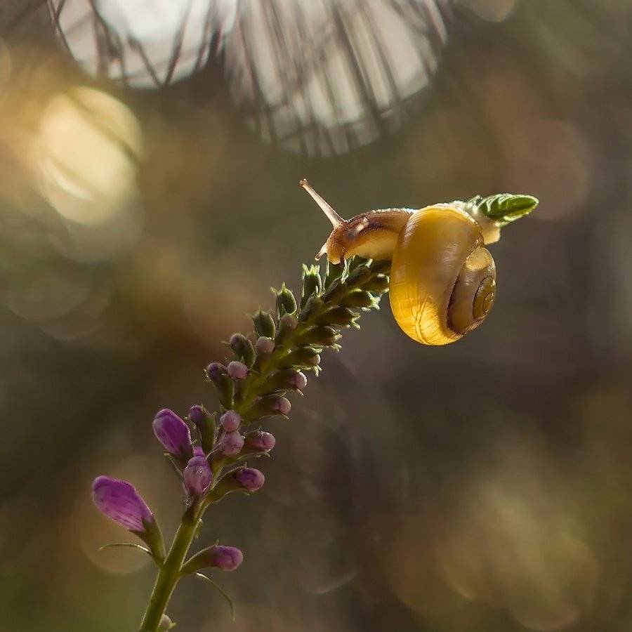 , Pawel Plucinski