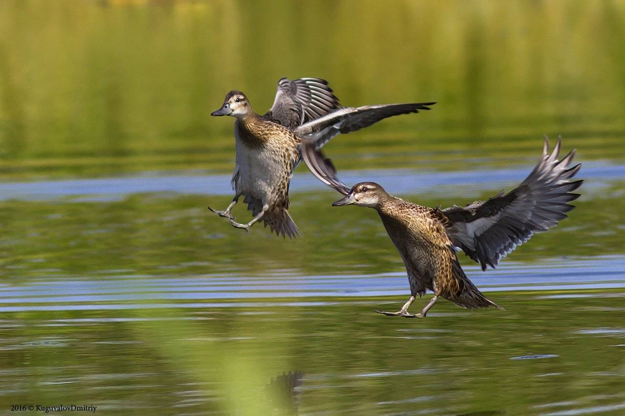 , Дмитрий Кугувалов