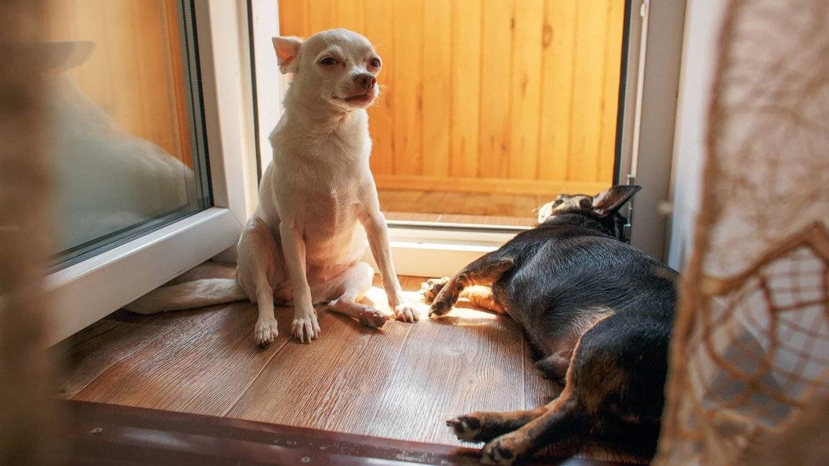 Друг человека, Собака, Цвелёв Дмитрий