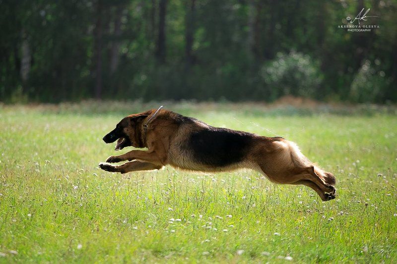Выставка в Златоусте  фото превью