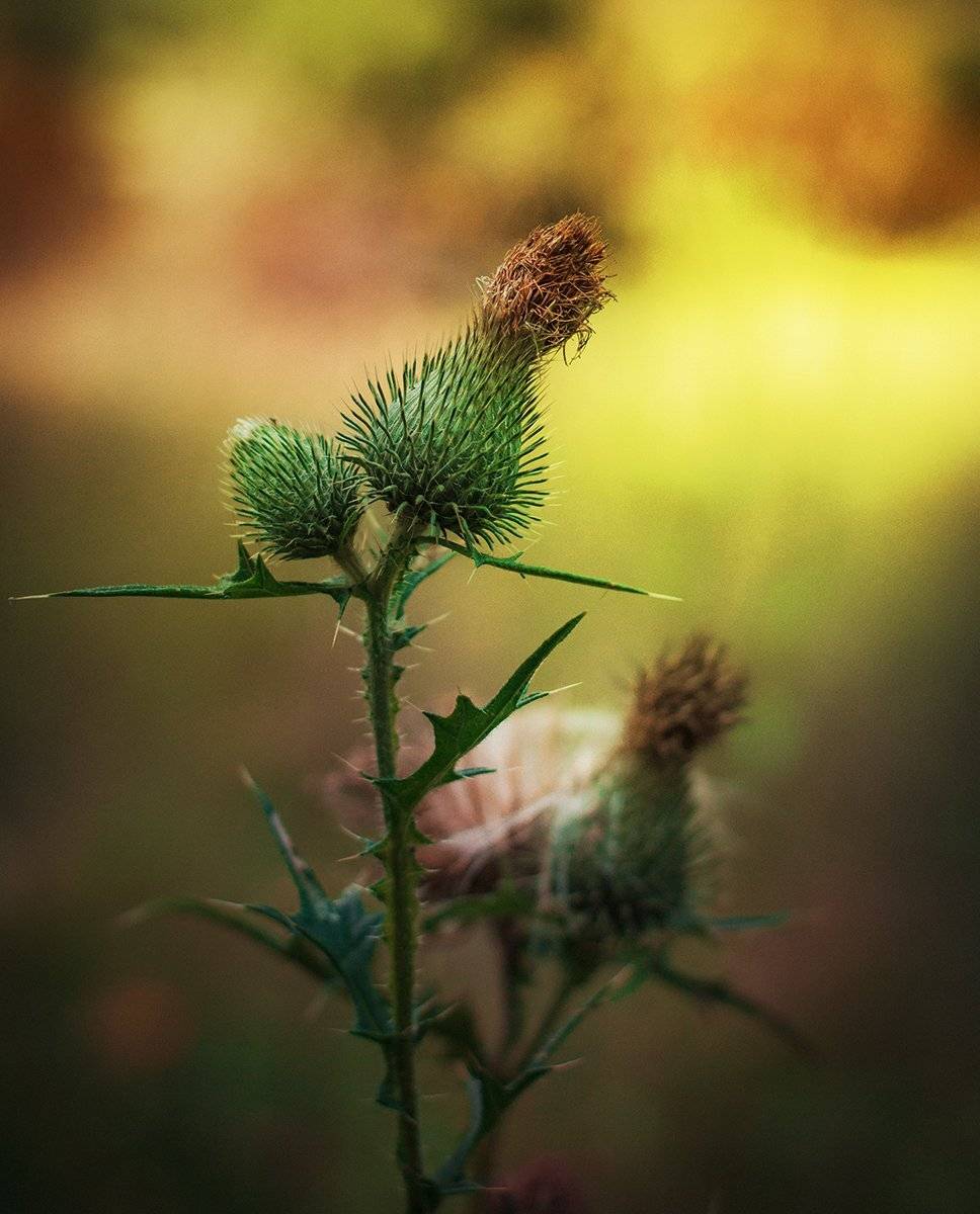 Анна чернякова, Калючка, Лето, Макро, Макромир, Чернякова Анна