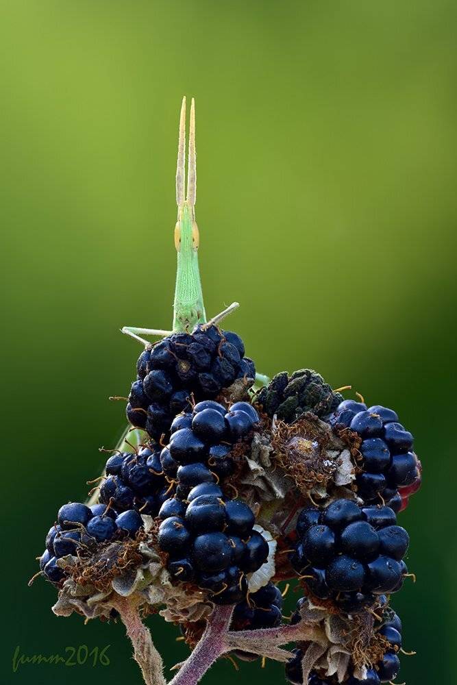 , Игорь ФУММ