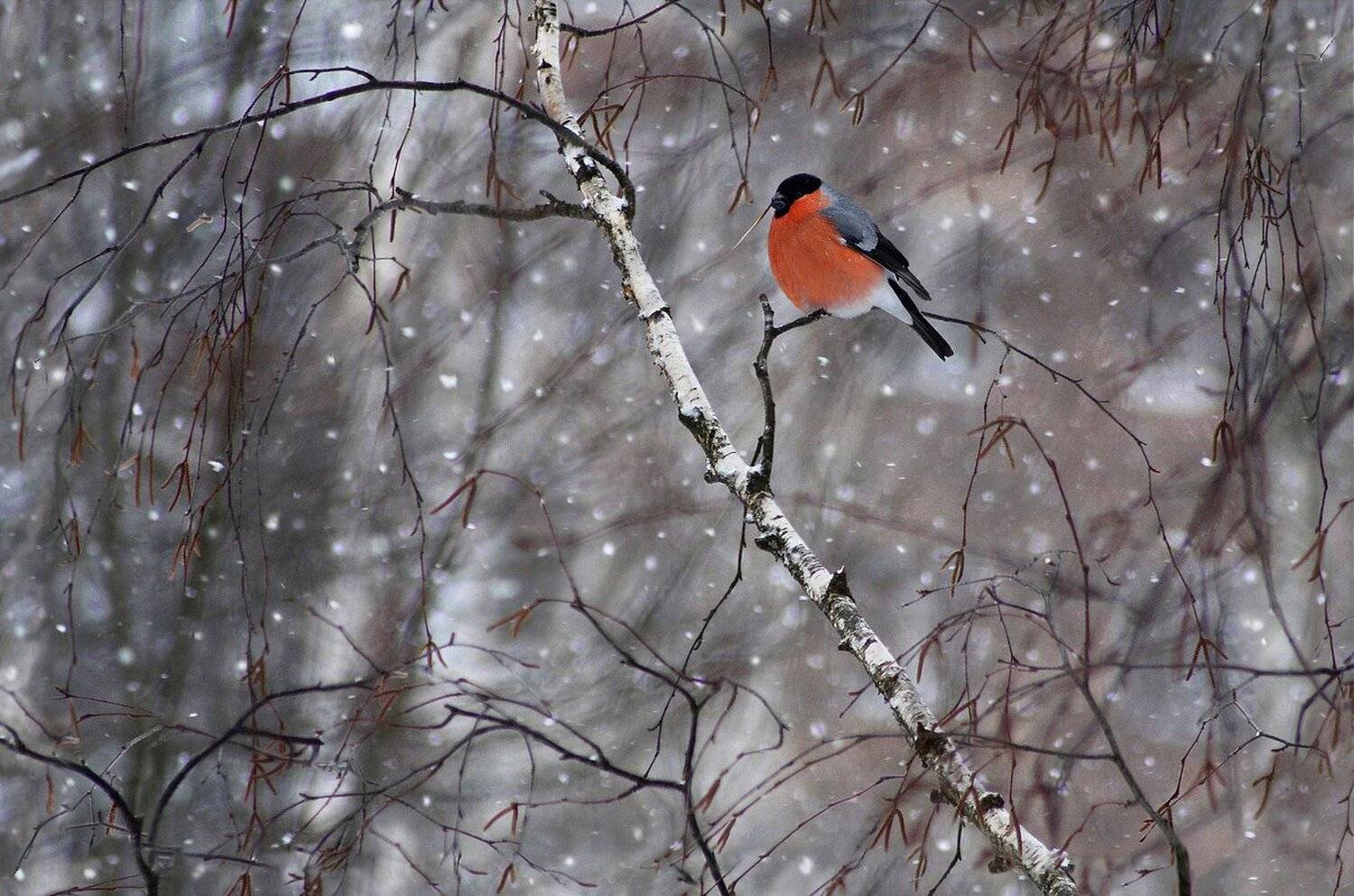 зима, снегирь, Свистков Александр