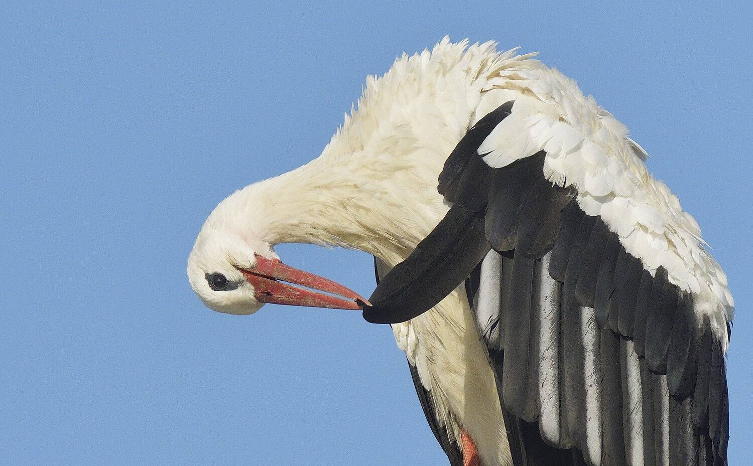 , Аникеев Владимир