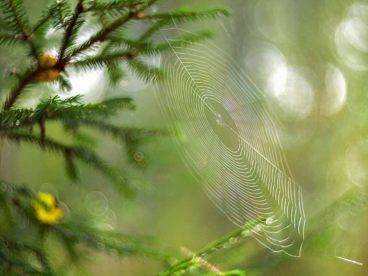 , Марина Брыдня