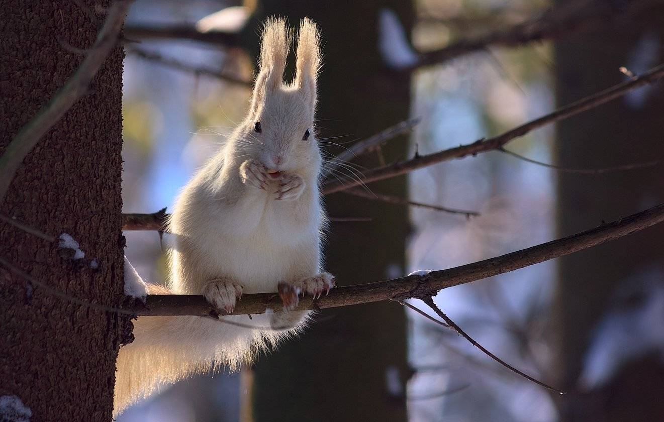 , Алексей Горохов