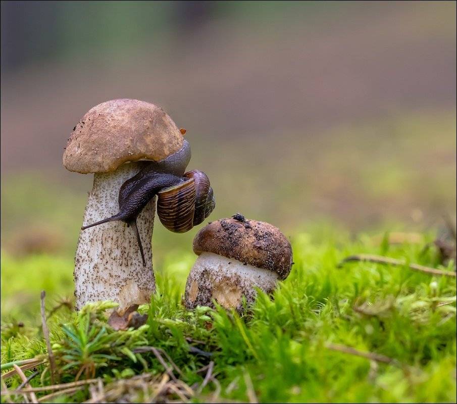 , Бурлов Андрей