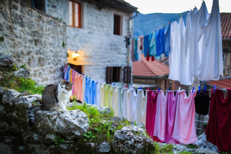 Про кота фото превью