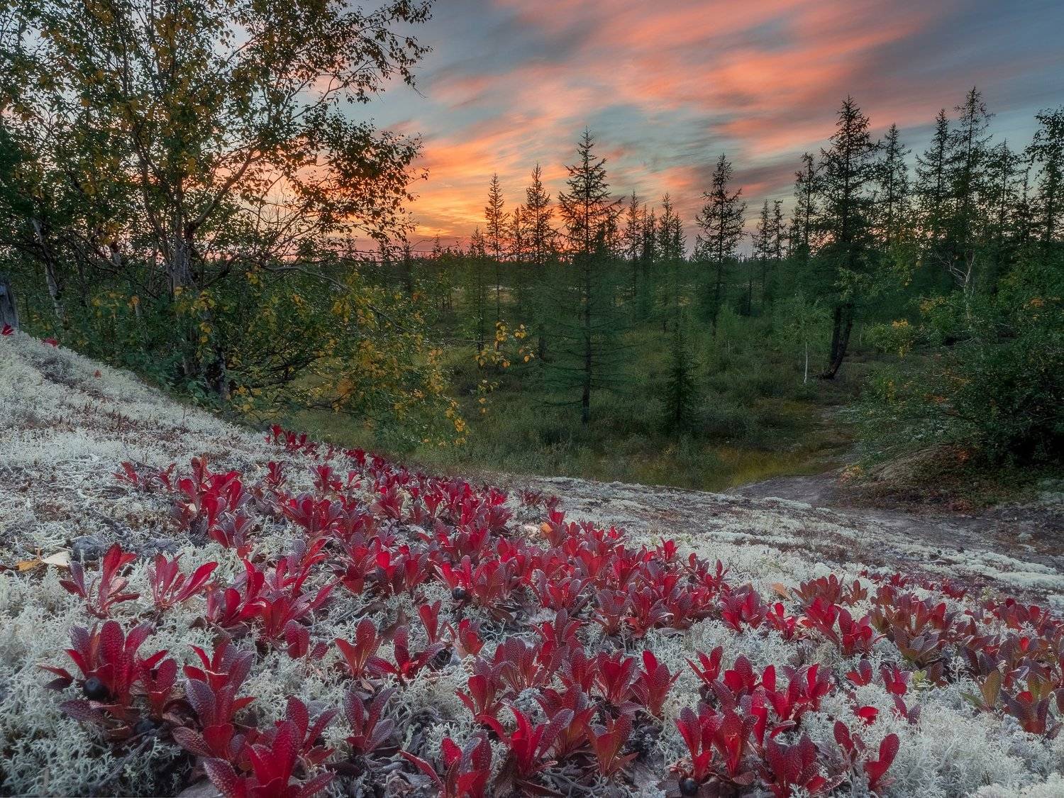 ямал,  пейзаж, тундра, россия,новыйуренгой, уренгой, Камиль Нуреев