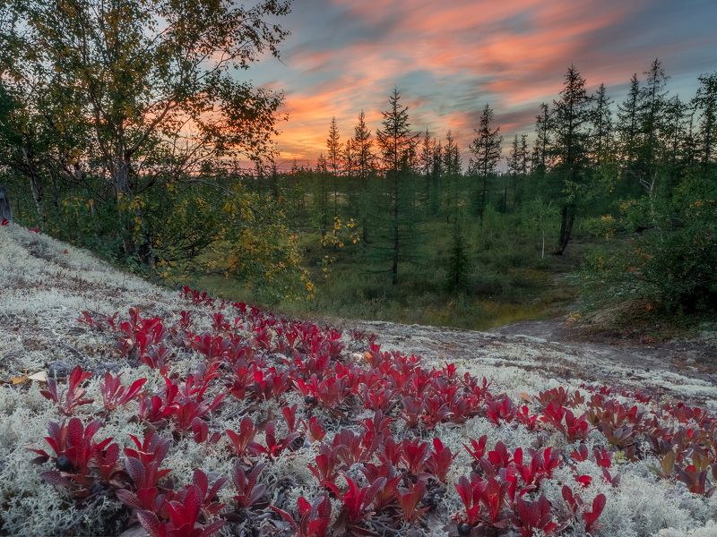 ямал,  пейзаж, тундра, россия,новыйуренгой, уренгой Провожая лето, встречая осень. фото превью