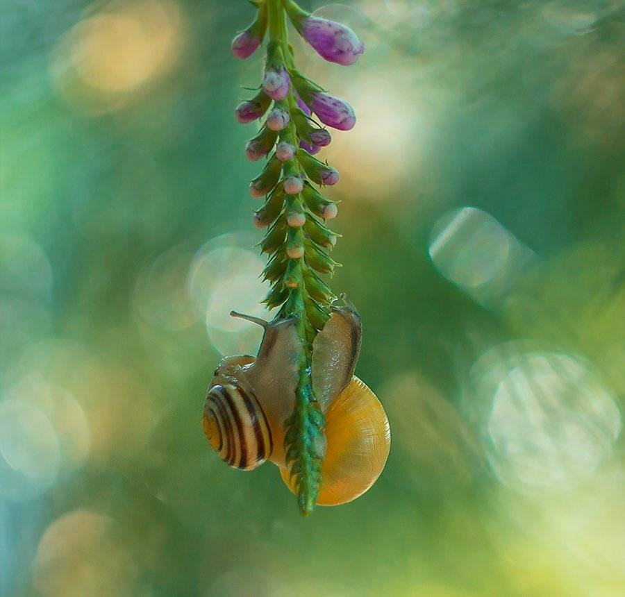, Pawel Plucinski