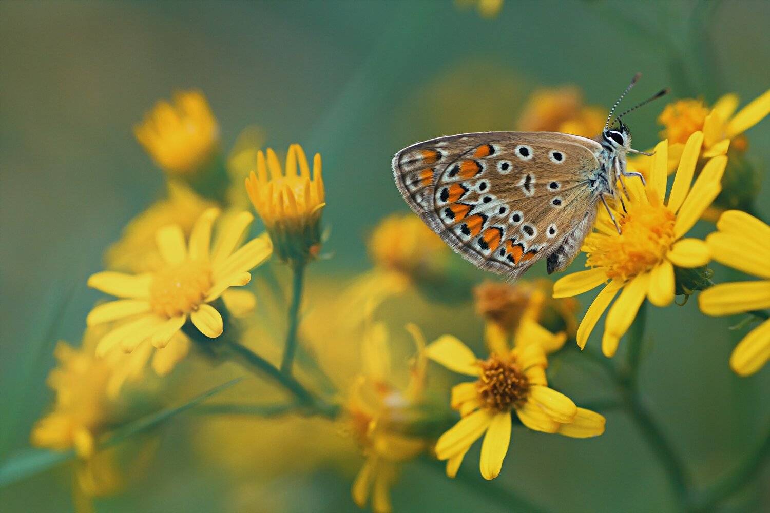 Бабоча, Крылья, Листья, Трава, Цвет, Цветы, Юрий Котов