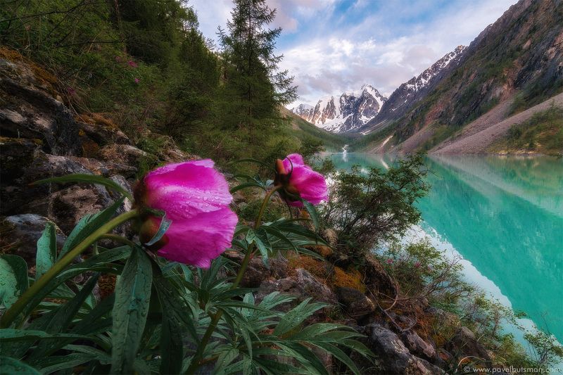 Пион фото превью