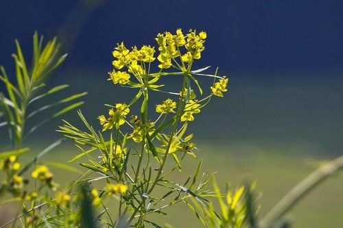 Pro летние луга Подмосковья крупным планом