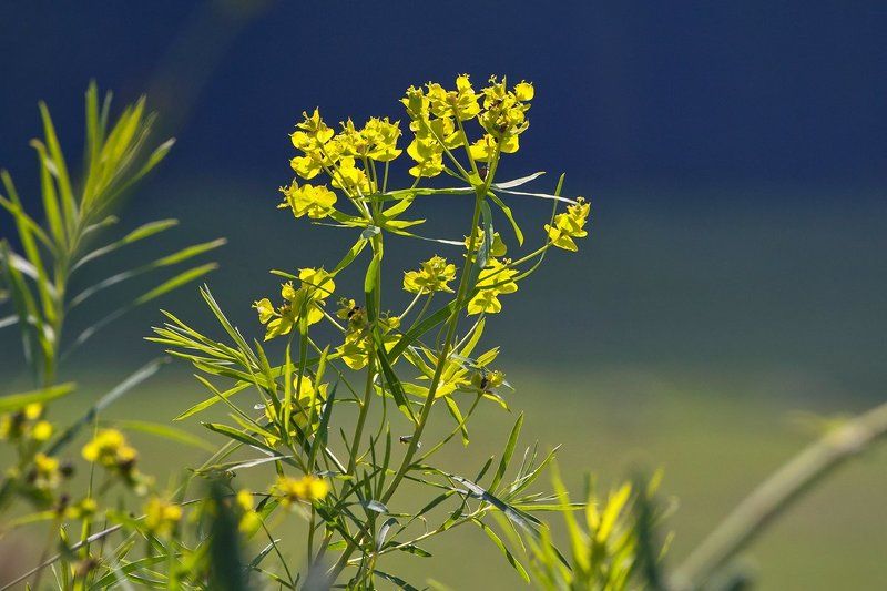 лето, луг, цветы, цветение, подмосковье заповедное, фонд \\\