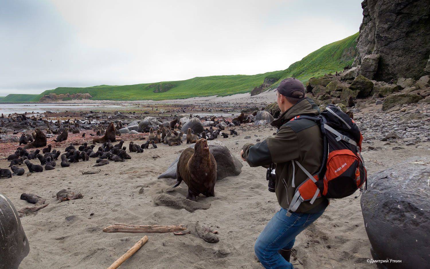 Морские млекопитающие, Северный морской котик, Дмитрий Уткин