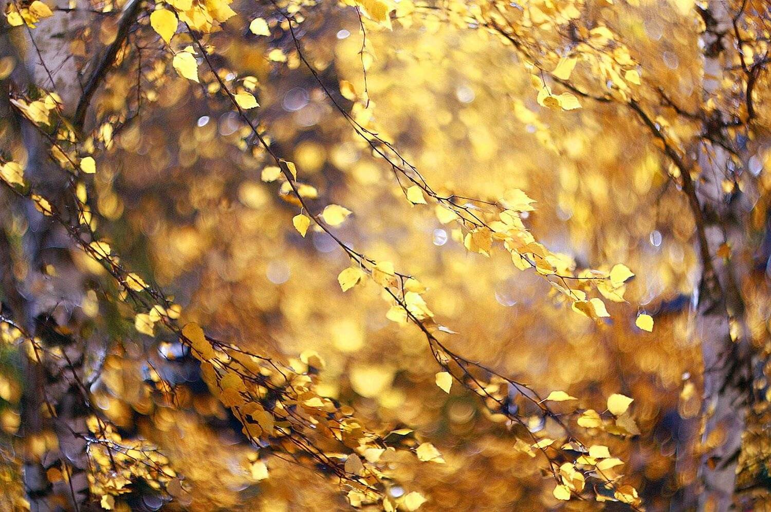 осень, Свистков Александр