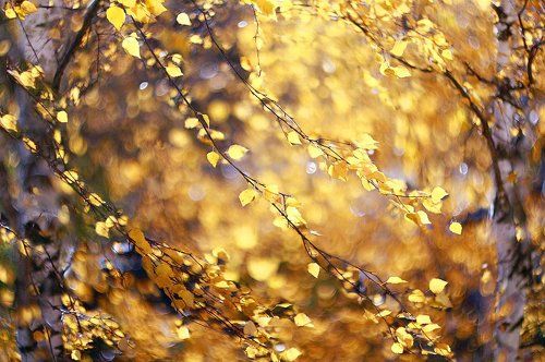 Русские мотивы )