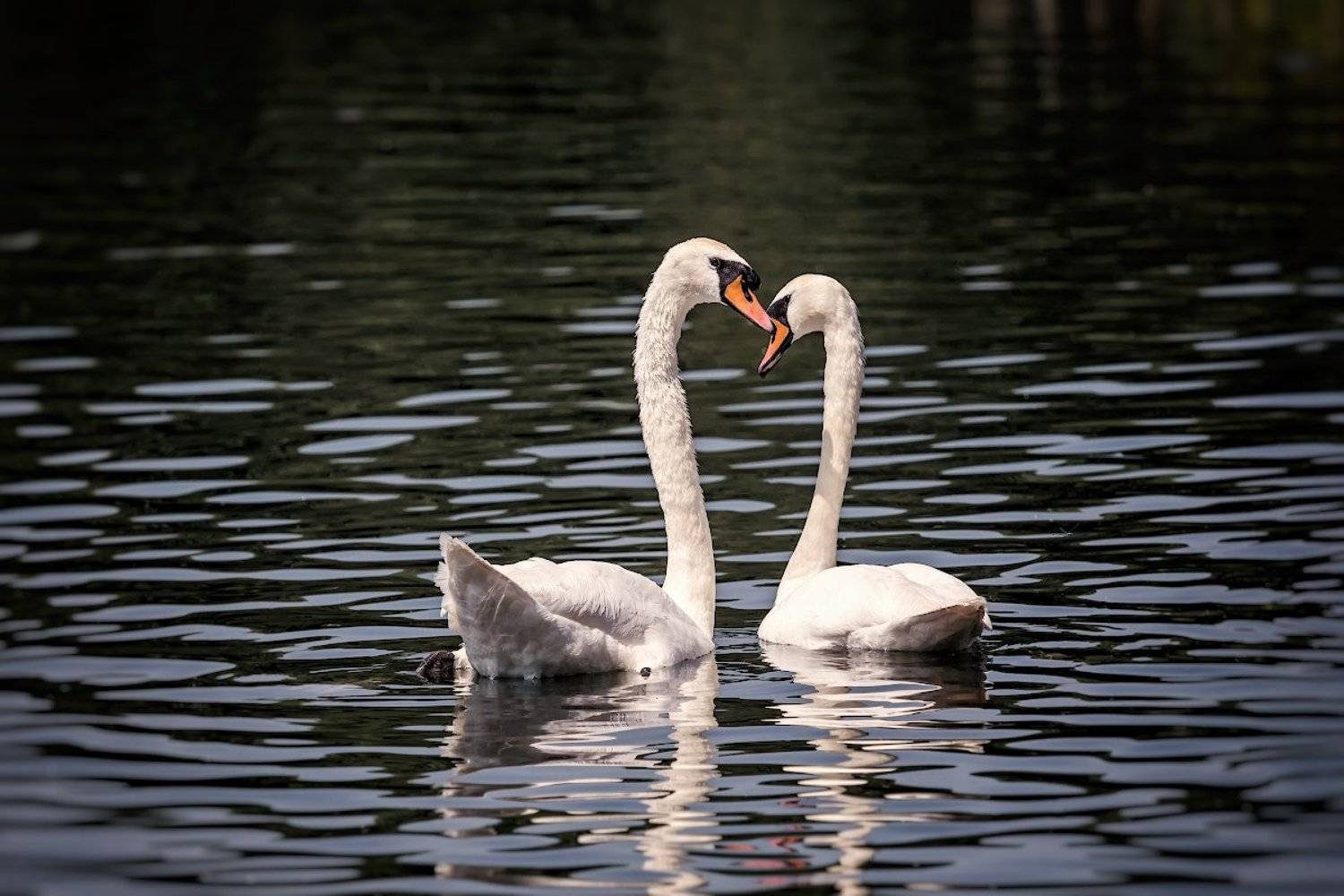 , Проценко Виктор