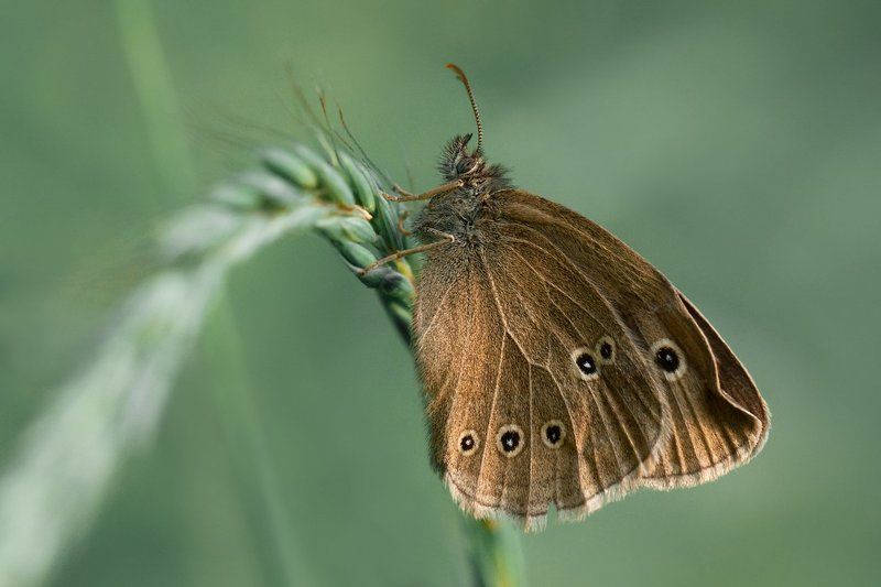 Бабочка *** фото превью