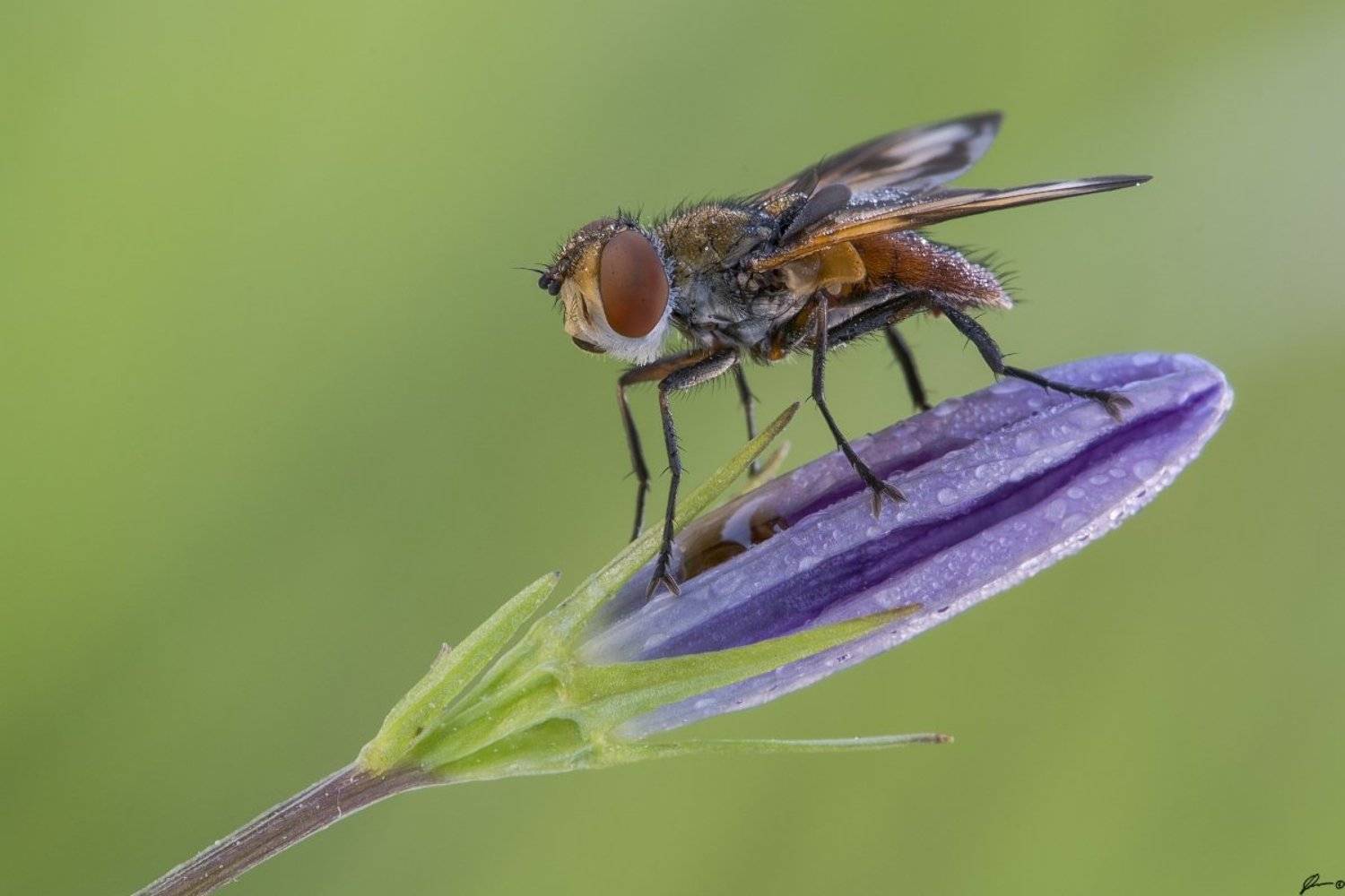 Flowers, Insect, Macro, Makro, Nature, Wildlife, Mariusz Oparski