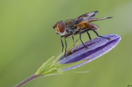 Ectophasia crassipennis