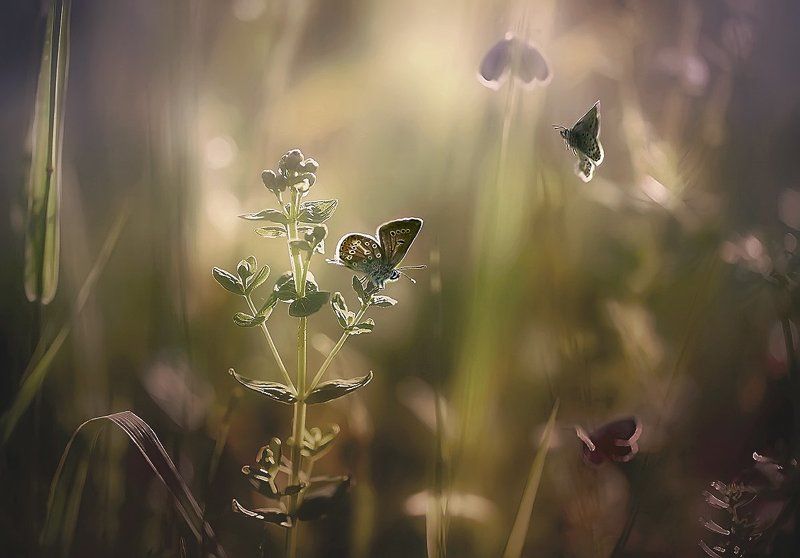 ..лето.. фото превью