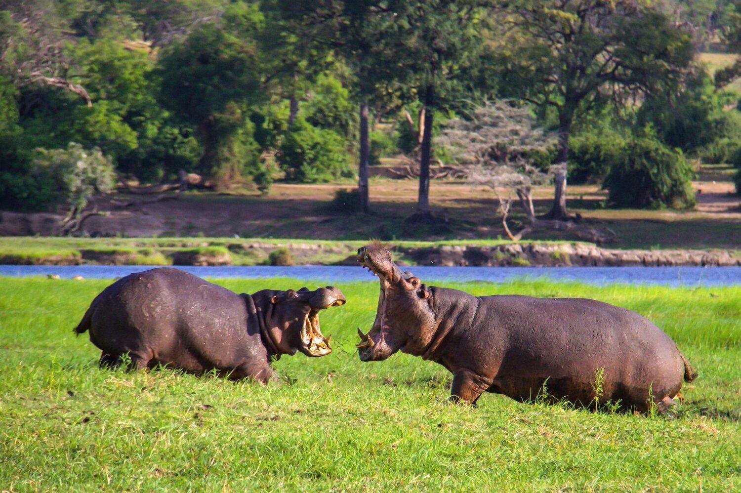 животные бегемот парк схватка, Александр Шилов