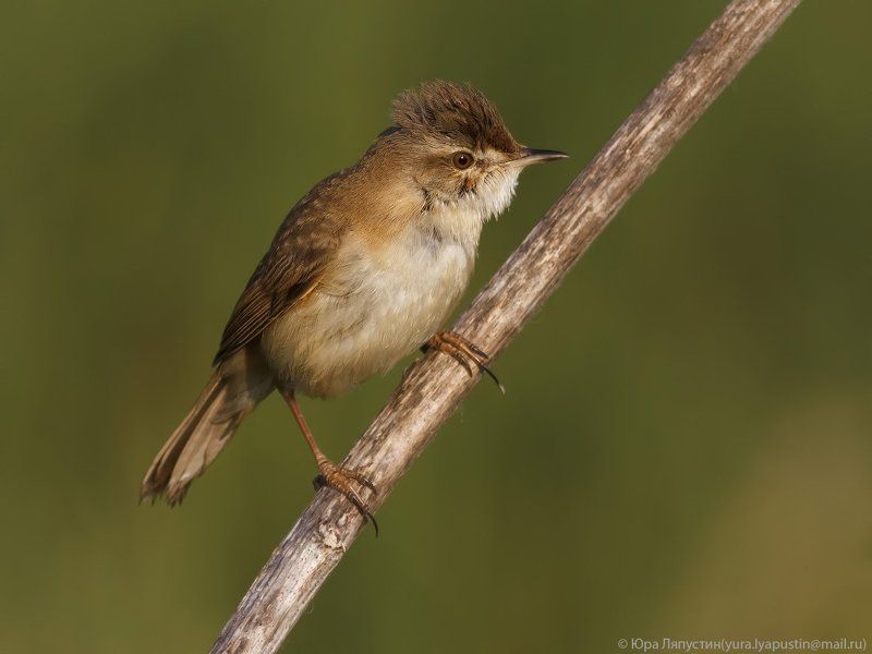индийская камышевка. фото превью