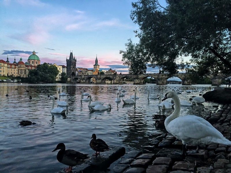 город, река, прага Лебеди на реке Влатва в Праге фото превью