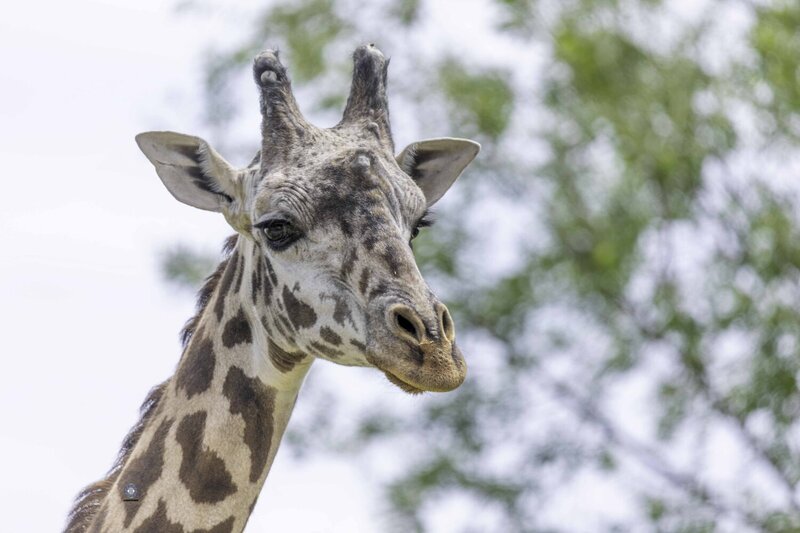 Masai giraffe фото превью
