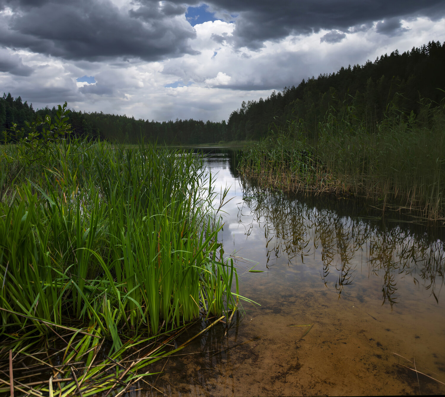 лес, озеро, лето, облака, камыши, Александр Беляев