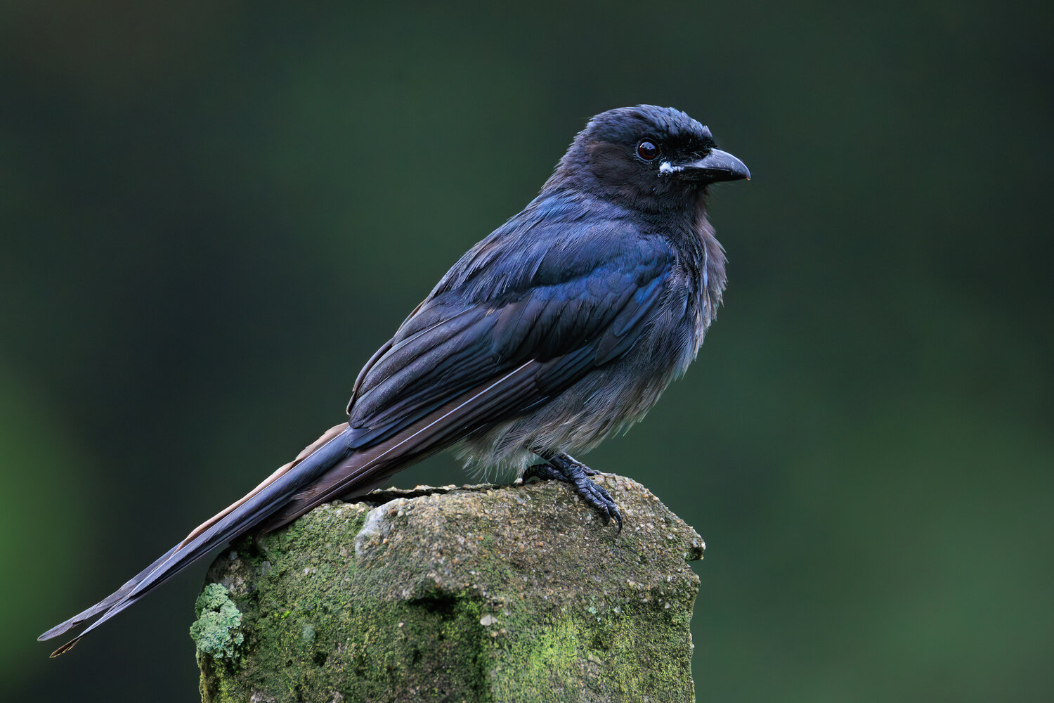 птицы, дронго, белобрюхий дронго, фотоохота, шри ланка, синхараджа, drongo, Николай Попов