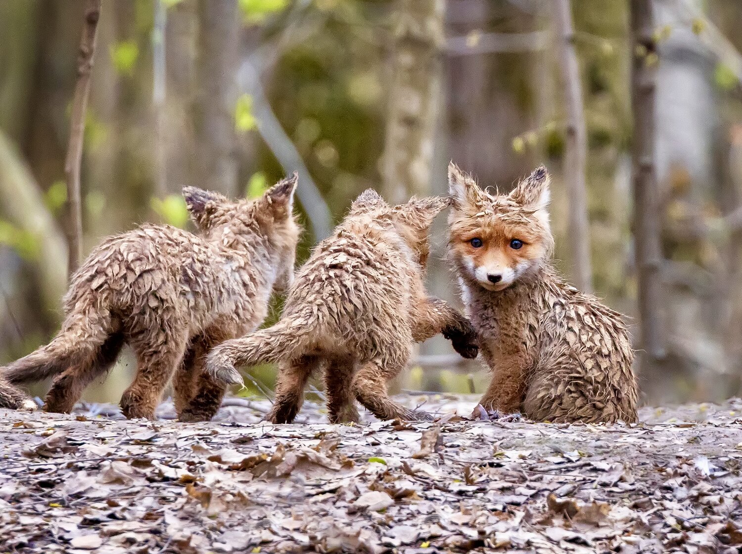 Три лисенка- поросенка. Автор: Наталья , Наталья