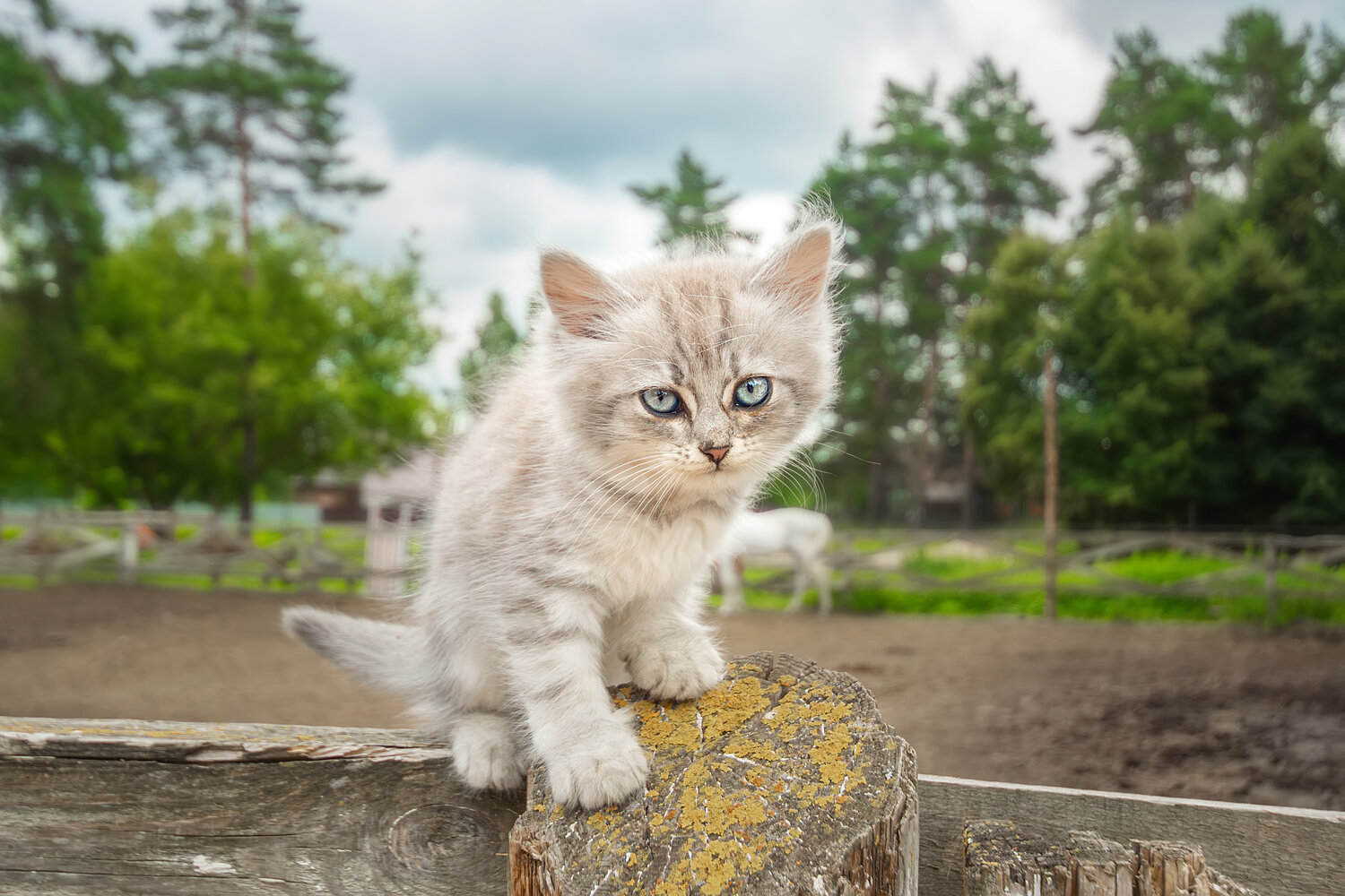 , Корнеев Алексей